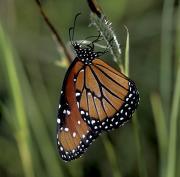 Mariposa monarca, Premio National Geographic. Albert Masó