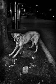 Perro en la calle