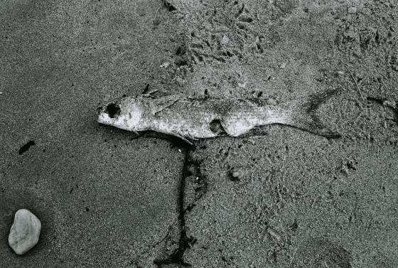 pez muerto en la orilla del mar